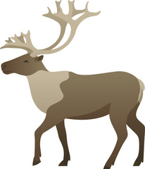 Reindeer or caribou with antlers or horns realistic vector illustration. Arctic deer color graphic isolated on white background. Tundra, Siberia and North America animal.