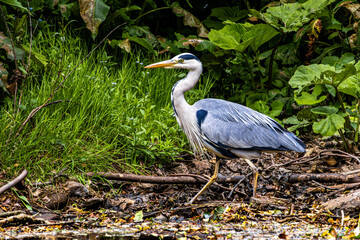 Fototapeta premium Grey Heron, Ardea cinerea, hunting in the lake. Closeup. Highlands, Scotland