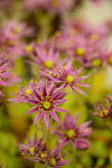 pink flowers in the garden