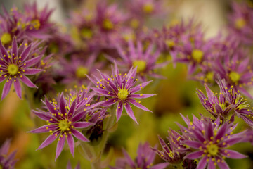 close up of a flower