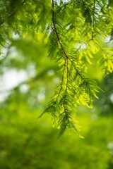 Close-up of green fern leaves with a blurred natural background