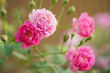 Close-up of pink roses in full bloom with a blurred background
