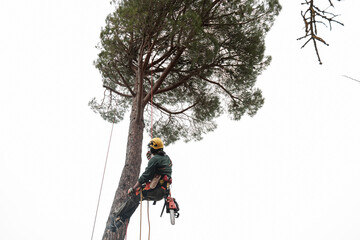 height pruning professional descending from  a tree