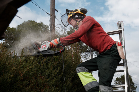 gardener pruning hedges