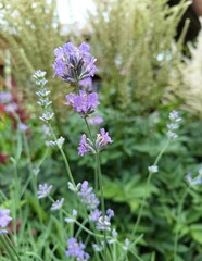 Lavender flowers in the garden