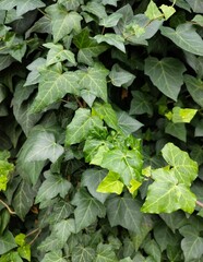 Fototapeta premium Ivy foliage background.