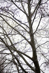 A stark winter scene featuring the intricate silhouettes of bare tree branches against a cloudy sky. Abstract image made with the silhouettes of the branches of bare trees.
