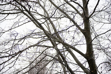 A stark winter scene featuring the intricate silhouettes of bare tree branches against a cloudy sky. Abstract image made with the silhouettes of the branches of bare trees.