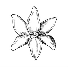 Graphic drawing of Vanilla flower. Hand drawn vector botanical illustration of spices for design