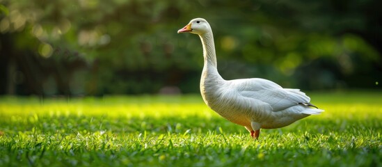 Fototapeta premium White goose standing in lush green grass during golden hour, showcasing serene and peaceful nature scene. Perfect for wildlife photography or animal background.