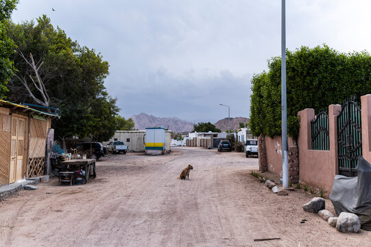 Rustic village street with stray dog