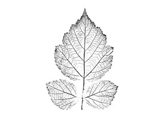 Ink stamp impression of a leaf or plant with organic texture. Isolated leaf print for floral art or pattern.
