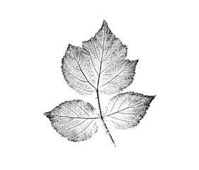 Ink stamp impression of a leaf or plant with organic texture. Isolated leaf print for floral art or pattern.
