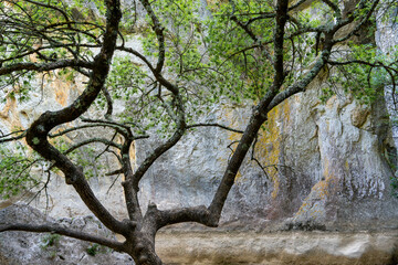 un arbre devant une falaise au bord d'une rivière asséchée