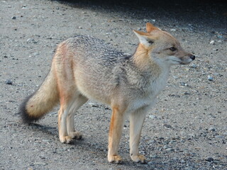 Raposa Andina é encontrada em habitat variados  que vão desde terrenos acidentados e montanhosos, vales, desertos, cerrados, pampas, florestas temperadas, campos e florestas tropicais.