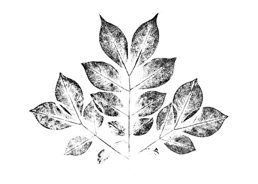 Ink stamp impression of a leaf or plant with organic texture. Isolated leaf print for floral art or pattern.
