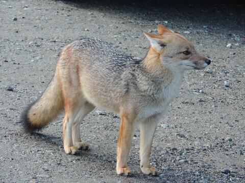 Raposa Andina &eacute; encontrada em habitat variados  que v&atilde;o desde terrenos acidentados e montanhosos, vales, desertos, cerrados, pampas, florestas temperadas, campos e florestas tropicais.