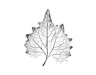 Black and white ink stamp imprint of a leaf or plant with organic texture. Isolated leaf print for floral art or pattern
