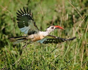 Red-billed Hornbill Flying