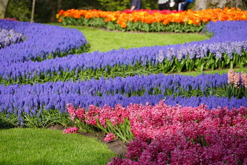 Tulip Flower Blossom in Keukenhof Garden, The Netherlands