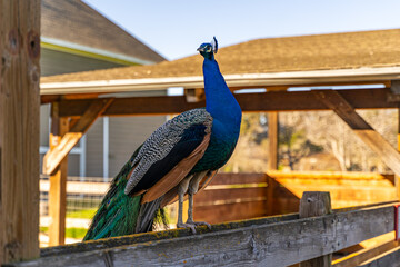 The male peacock stands on the fence on the farm.  © Olga