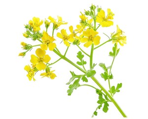 Mustard Plant. Blooming White Mustard Flower on White Background. Sinapis alba Nature Herb