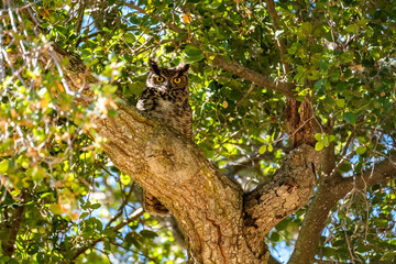 The great horned owl (Bubo virginianus) resting in tree.