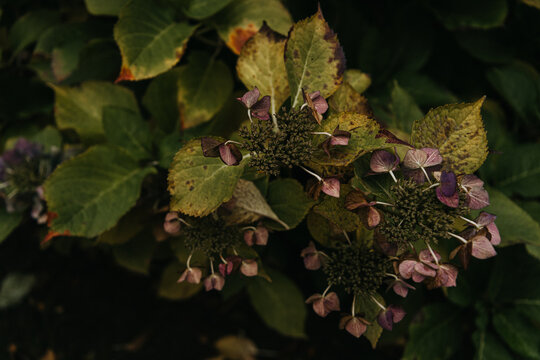 Subdued hydrangea in autumn decay