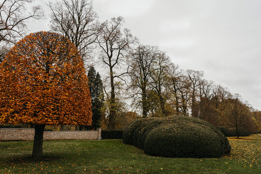 Lively autumn tree next to rounded hedges