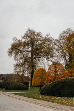 Autumnal trees in a European garden
