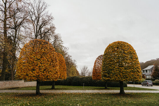 Four trees with autumn colors in a row
