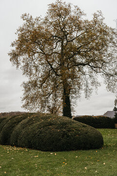 Giant tree standing above curved hedges