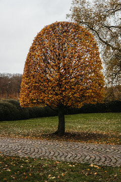 Vibrant yellow-orange tree in European landscape