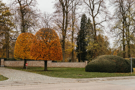 Ornamental trees with autumn foliage in yard