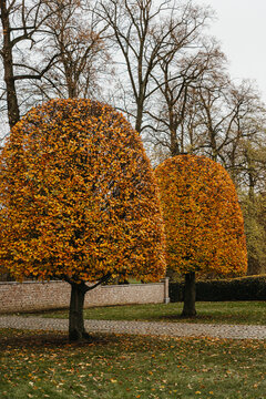 Single autumn tree with round canopy
