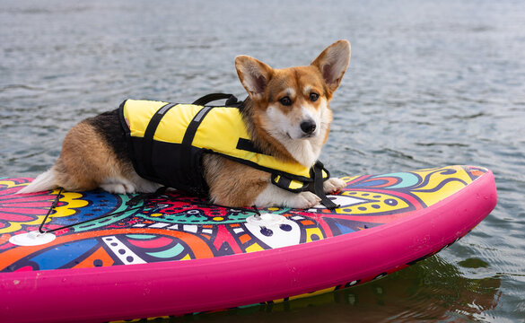 Corgi on a Paddleboard in Life Jacket