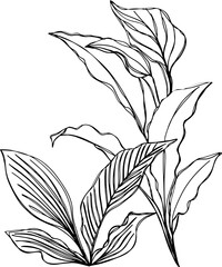 black and white flowers