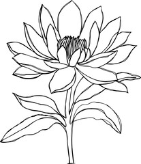 black and white flower