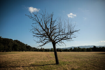 tree in the field