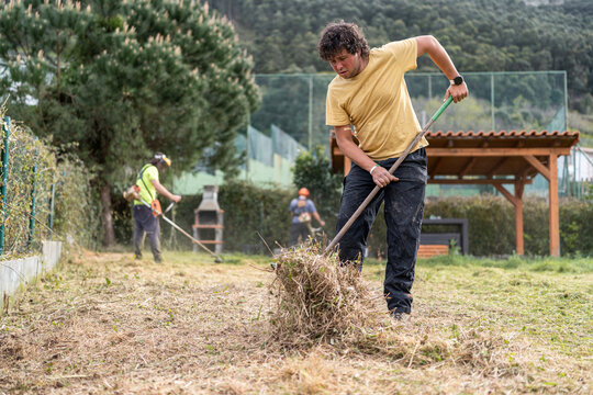 Gardener removing grass with rake.