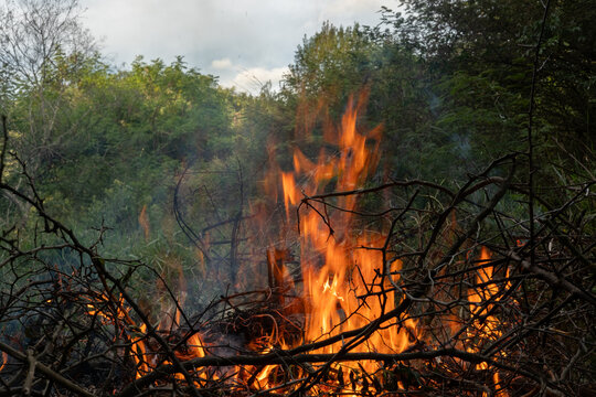 wildfire