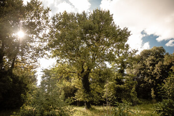sun shining through trees