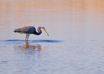 Tricolored Heron, Egretta tricolor. A tricolored heron feeding in calm sunlit water. Some reflections. Room for type.