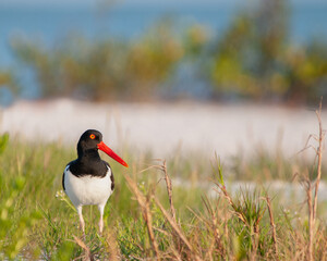 An American oystercatcher, Haematopus palliatus, standing in the grassy sand dunes at Fort Desoto Beach, Florida. The bird is facing the camera with blurred vegetation in the background.