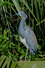 Fototapeta premium Tricolored Heron, Egretta tricolor. A full-body portrait of a tricolored heron in breeding plumage with plumes on the head, blue face, and pinkish legs. Perched on palm leaf.