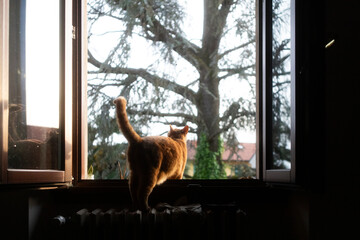Cat Looking Out Window at Sunset