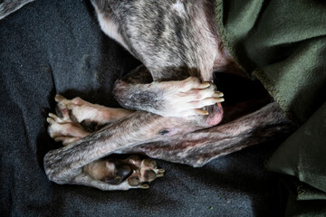 Close-Up of Greyhound's Paws and Legs