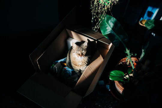 Cat Resting in Sunlit Cardboard Box