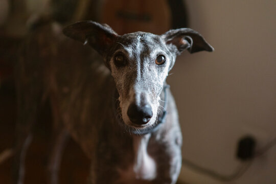 Close-Up Portrait of a Greyhound Dog