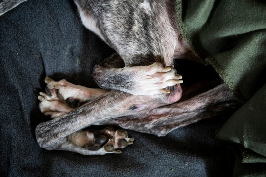 Close-Up of Greyhound's Paws and Legs
